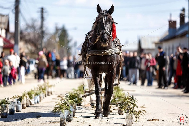 pastele-cailor_20130323_0513-copy_ok