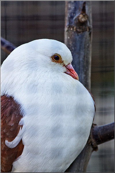 serbanvornicu_t2013_03