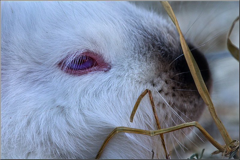 serbanvornicu_t2013_04