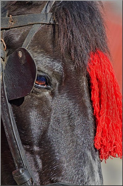 serbanvornicu_t2013_11