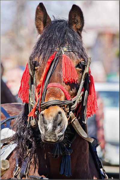 serbanvornicu_t2013_12