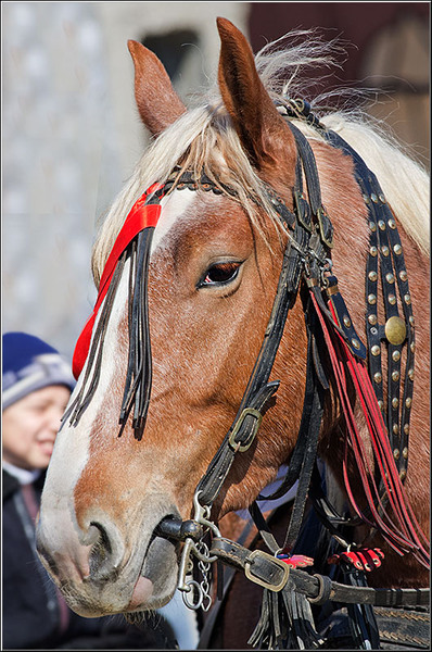 serbanvornicu_t2013_15