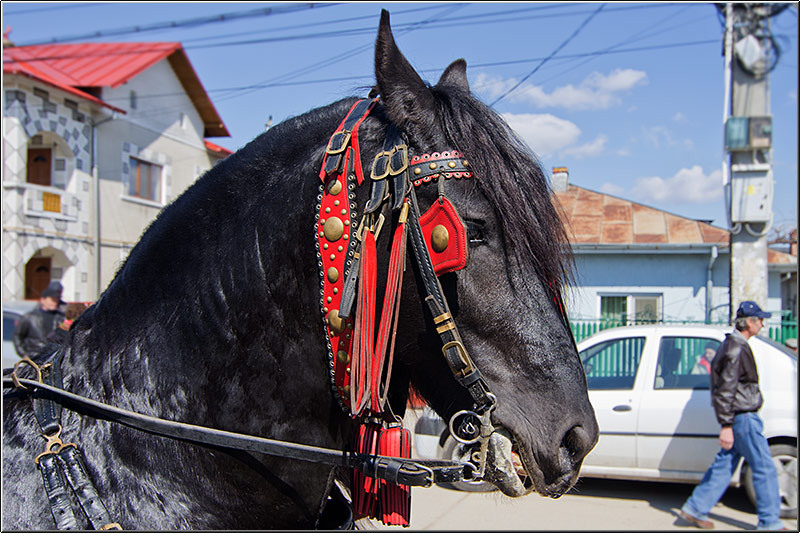 serbanvornicu_t2013_38