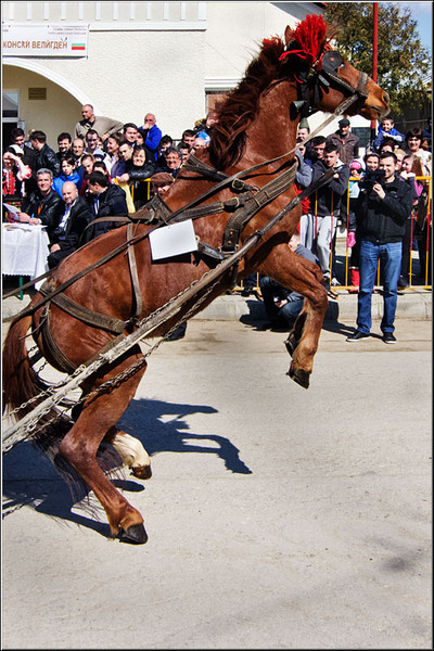 serbanvornicu_t2013_46