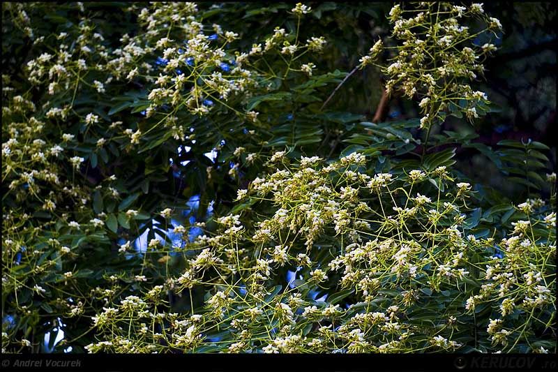 andrei_vocurek_kerucov_observator_09