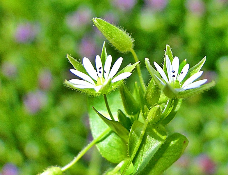 floare-alba-fond-verde