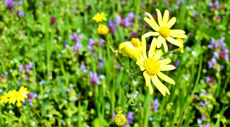 floare-galbene-fundal-verde-mov