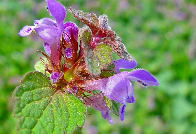 floare-mov-fundal-verde