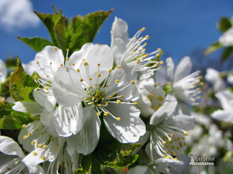 flori-de-cires-in-muzeul-satului