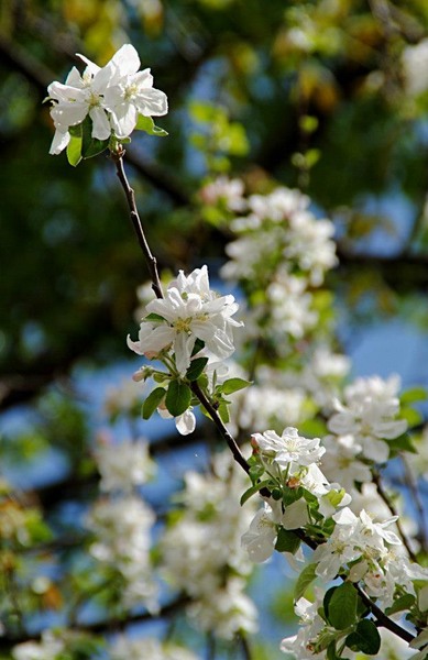 943356_260374840772967_1394896274_n