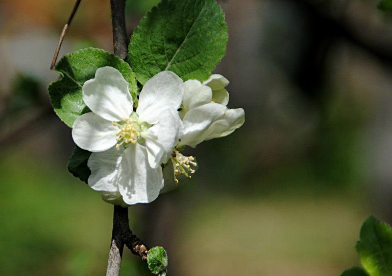 945605_260374837439634_2046293426_n