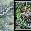 Vipera cu corn - cea de pe Valea Rudariei si cea de pe net
