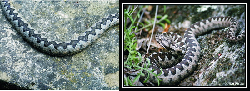 Vipera cu corn - cea de pe Valea Rudariei si cea de pe net