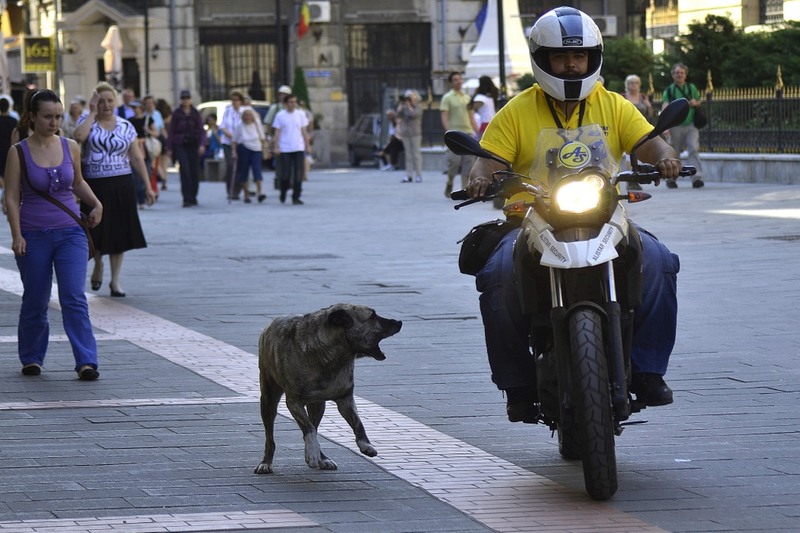 cainele-si-motociclistul