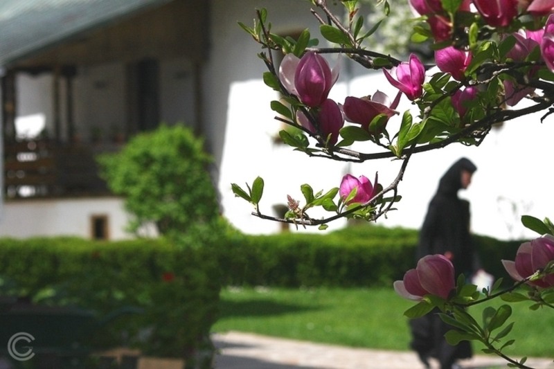 in curtea manastirii