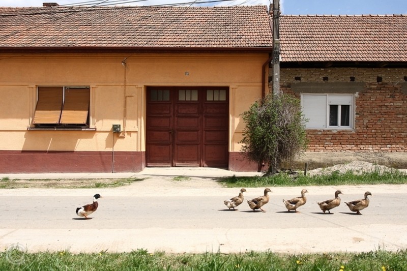 codas sau pur si simplu altfel ?!