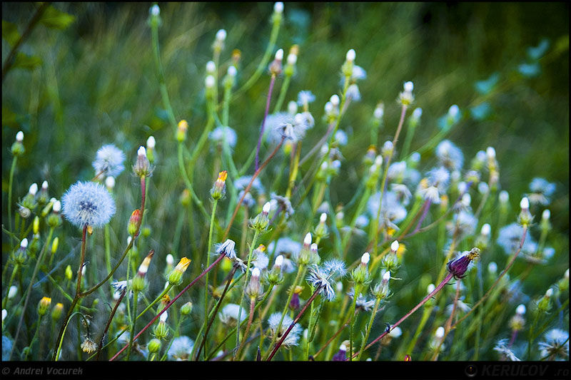 andrei_vocurek_kerucov_ateneul_roman_25