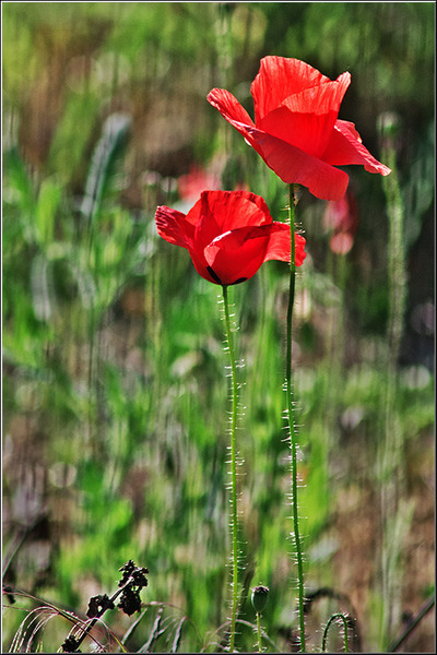 labirintulbuc_vornicu_09
