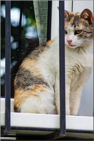 labirintulbuc_vornicu_11