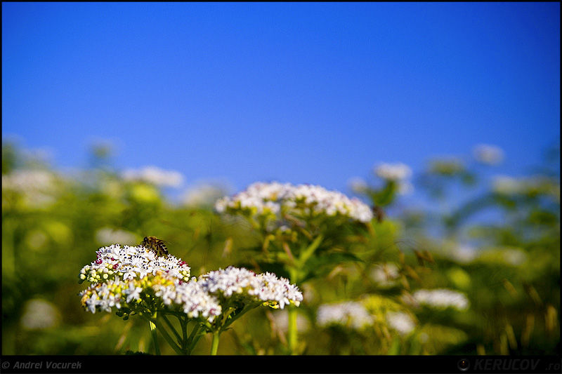andrei_vocurek_kerucov_lacul_vacaresti_05