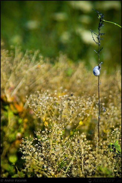 andrei_vocurek_kerucov_lacul_vacaresti_06