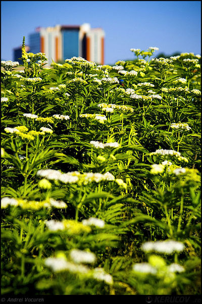 andrei_vocurek_kerucov_lacul_vacaresti_07