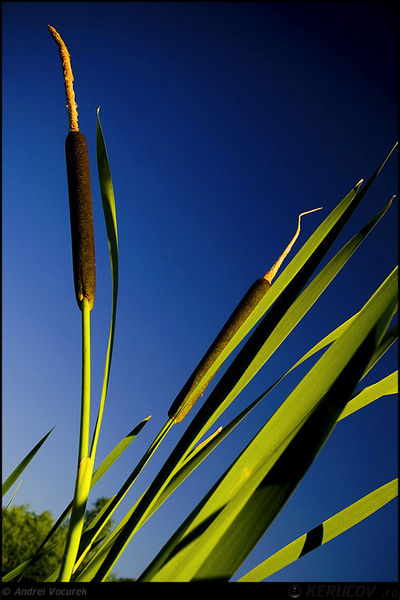 andrei_vocurek_kerucov_lacul_vacaresti_11