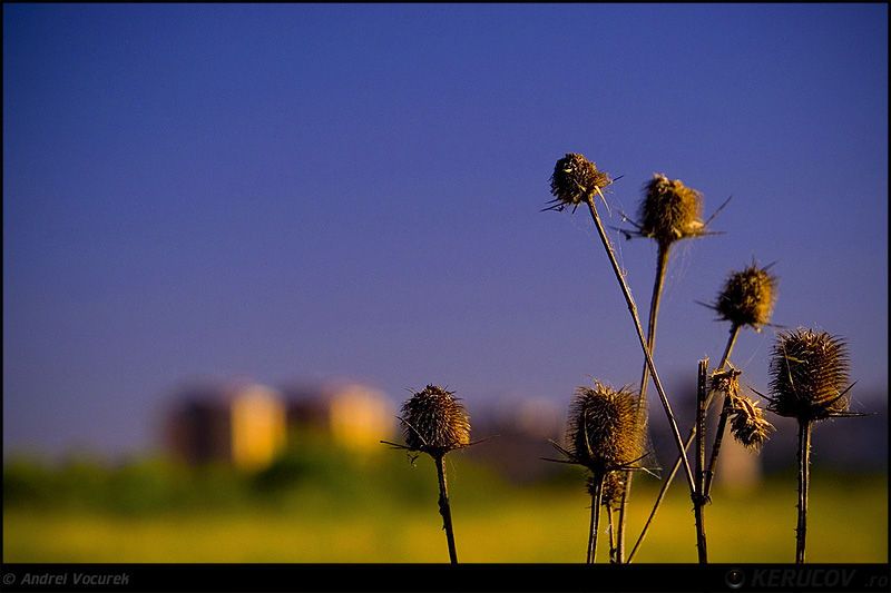 andrei_vocurek_kerucov_lacul_vacaresti_12