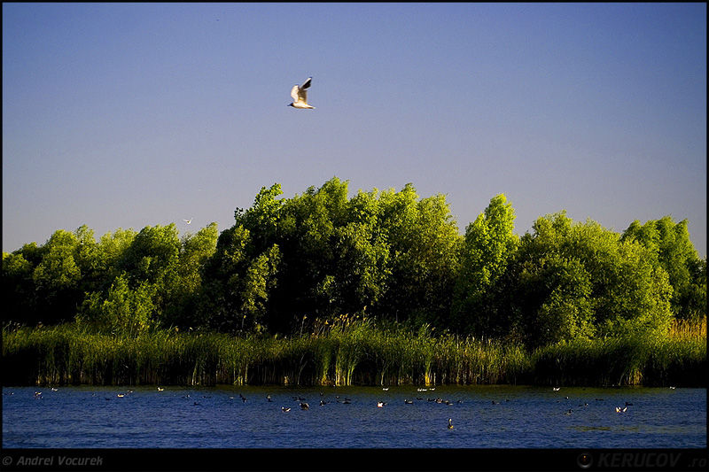 andrei_vocurek_kerucov_lacul_vacaresti_13