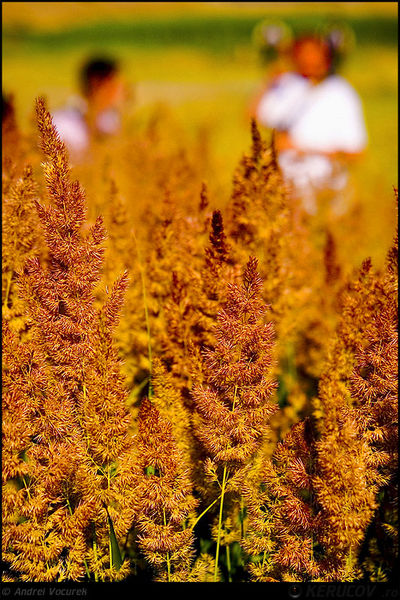 andrei_vocurek_kerucov_lacul_vacaresti_15