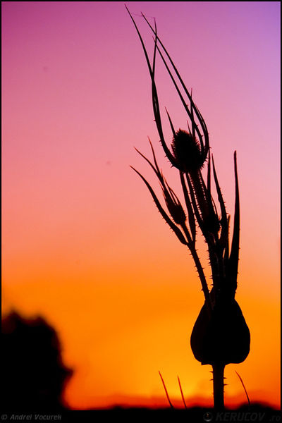 andrei_vocurek_kerucov_lacul_vacaresti_25