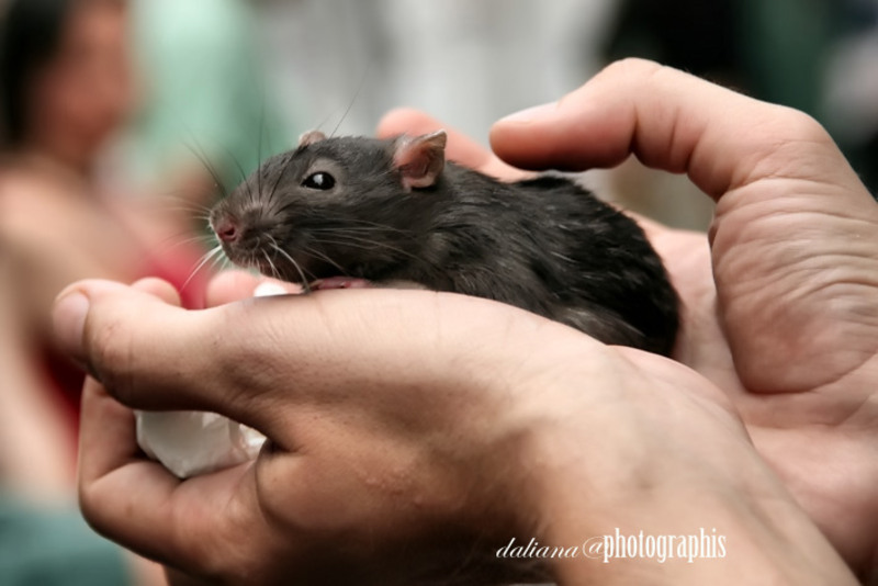 street-delivery-verona-ciclop-graffiti-daliana-photographis-4444