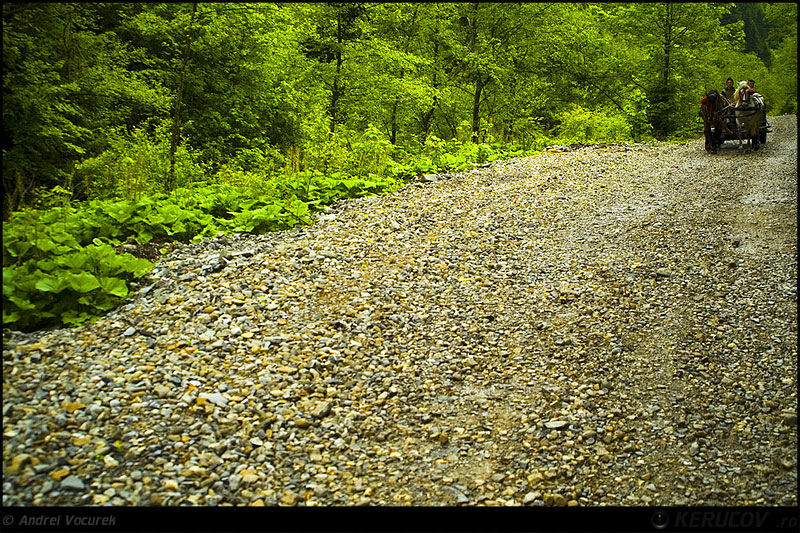 andrei_vocurek_kerucov_poiana_narciselor_01