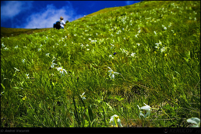 andrei_vocurek_kerucov_poiana_narciselor_06