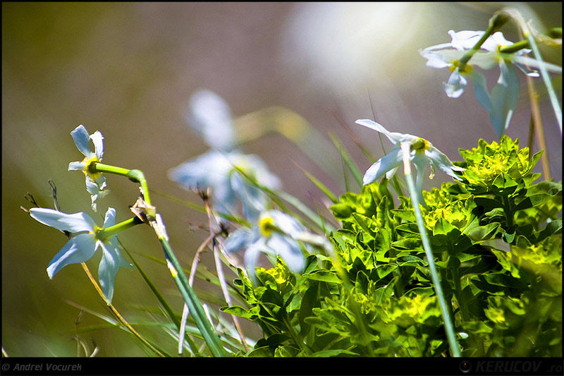 andrei_vocurek_kerucov_poiana_narciselor_08