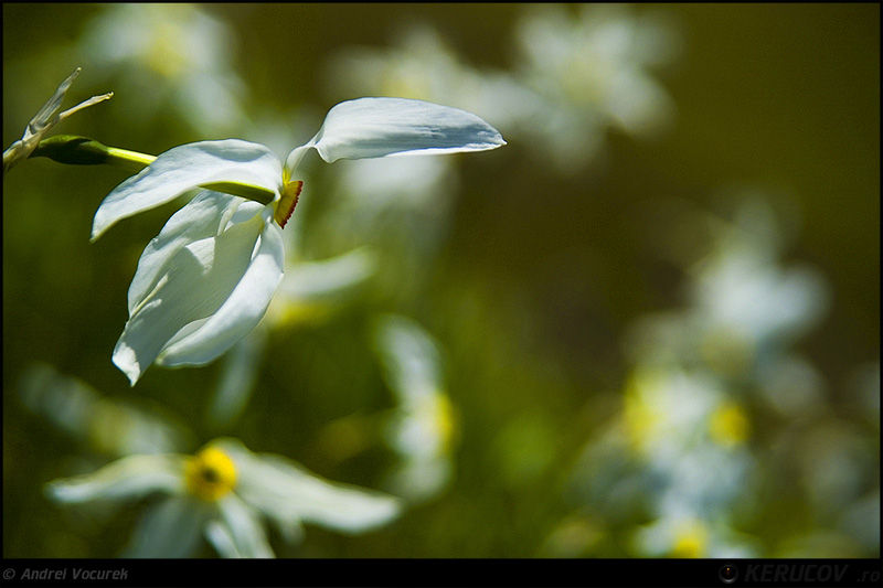 andrei_vocurek_kerucov_poiana_narciselor_10