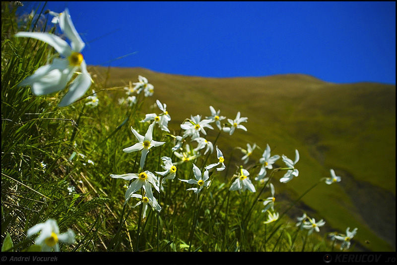 andrei_vocurek_kerucov_poiana_narciselor_11