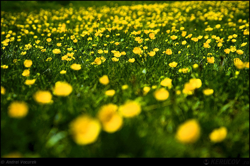 andrei_vocurek_kerucov_poiana_narciselor_16