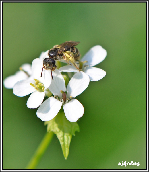 4527797207_1e31dbd41e_b