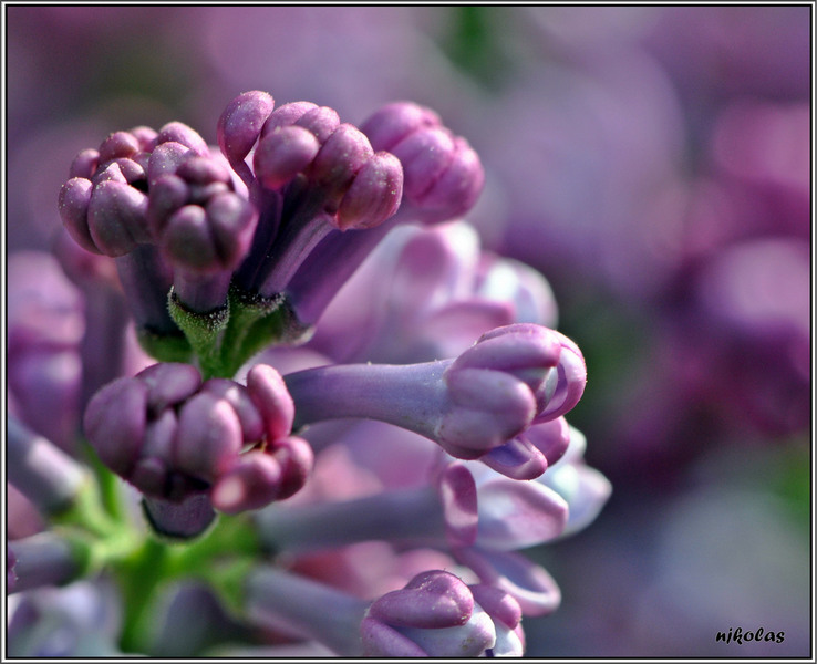 4542081381_f9c04e0800_b