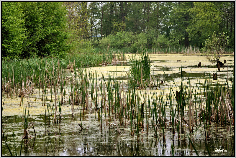 4549492633_61f2a346c0_b