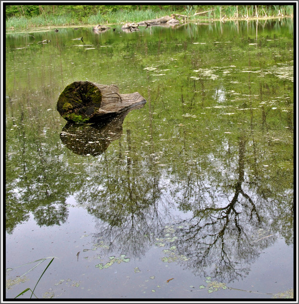 4549492679_199aee461f_b