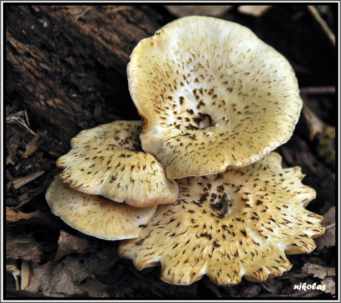 4549511965_856c24af2d_b