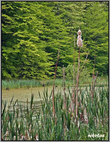 4549511973_20c4fbcc3e_b