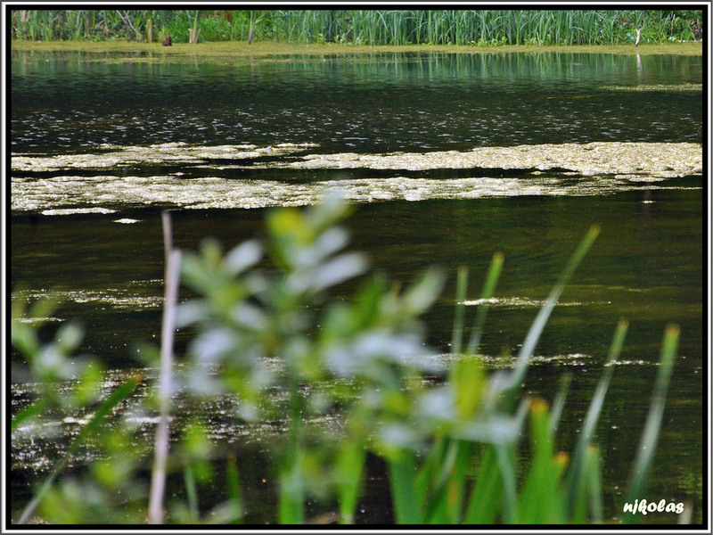 4549533147_7a81879140_b