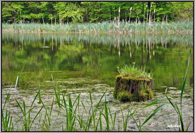 4549533173_841182b2c6_b