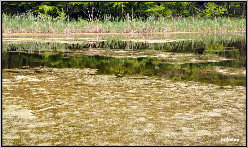 4550183580_415e982a57_b