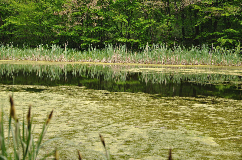 4550183594_e66558f365_b