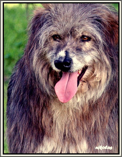 4550384594_6eef6f73d3_o