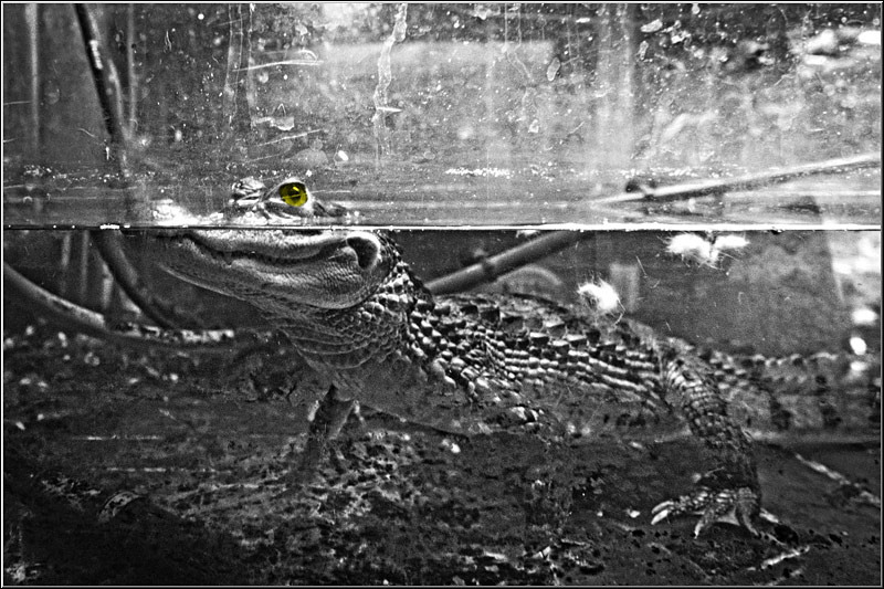 serban_vornicu-gazarului_18